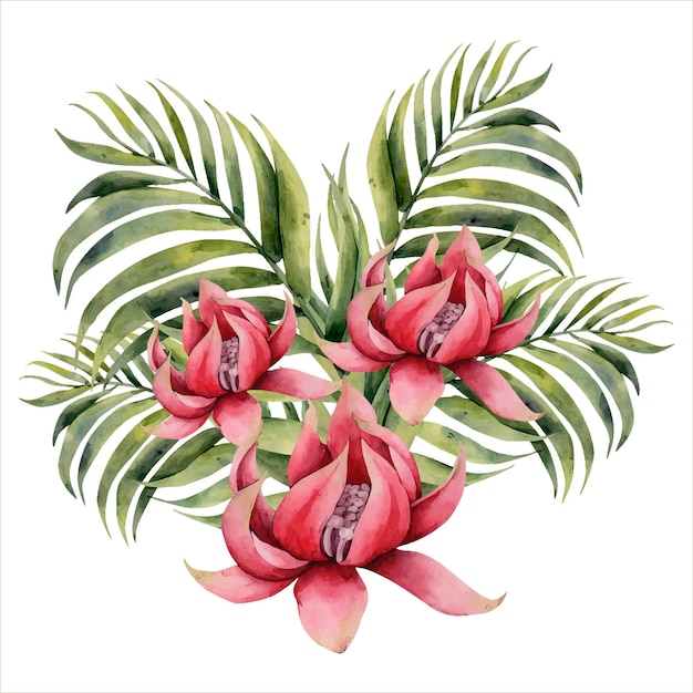 Vector hand drawn watercolor tropical clipart tropic flowers botanical illustration palm waratah flower