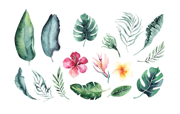 Vector hand drawn watercolor tropical plants exotic palm leaves jungle tree brazil tropic botany elements