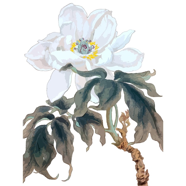 Vector hand drawn watercolor vector illustration of peony flowers chinese ink and wash painting