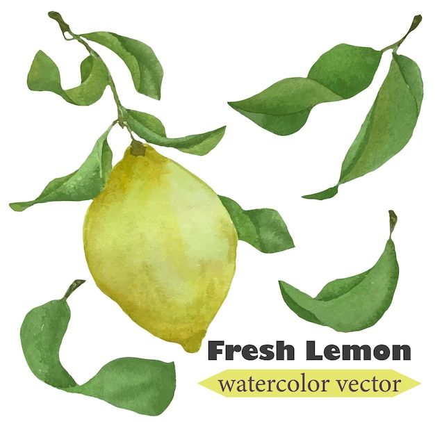 Hand-drawn watercolor vector lemon