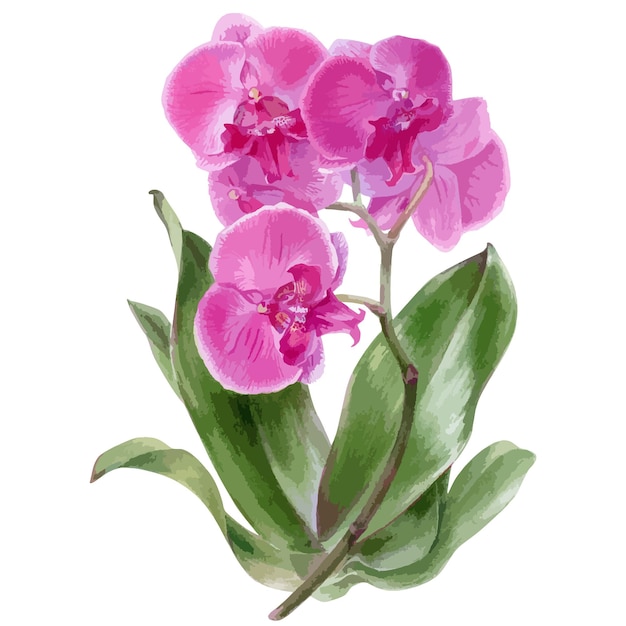 Vector hand drawn watercolor vector of orchid flowers