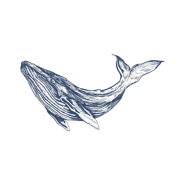 Vector hand drawn whale illustration