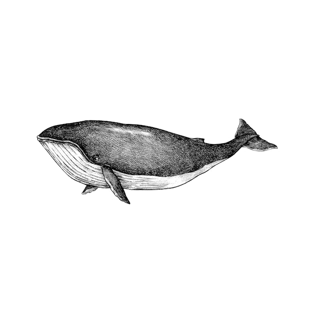 Vector hand drawn whale isolated on white background