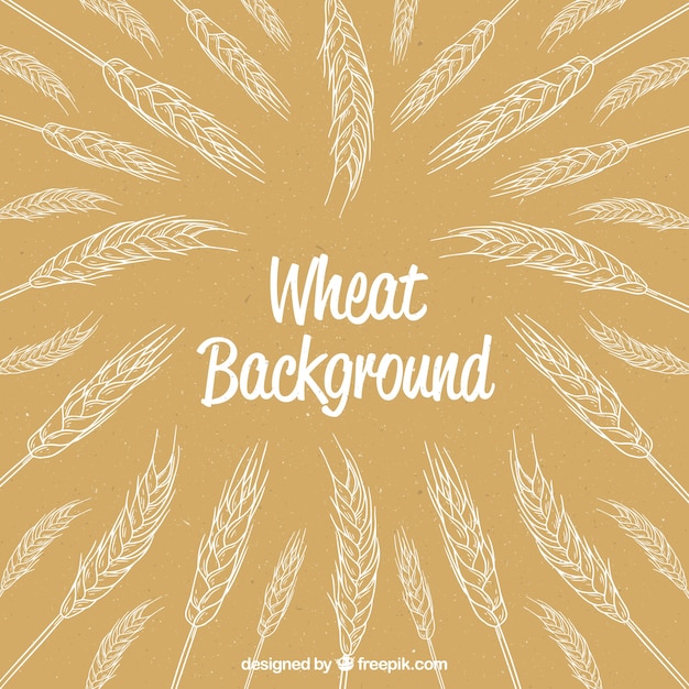 Hand drawn wheat background