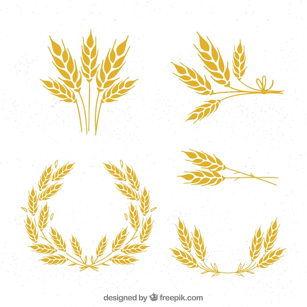 Vector hand drawn wheat collection