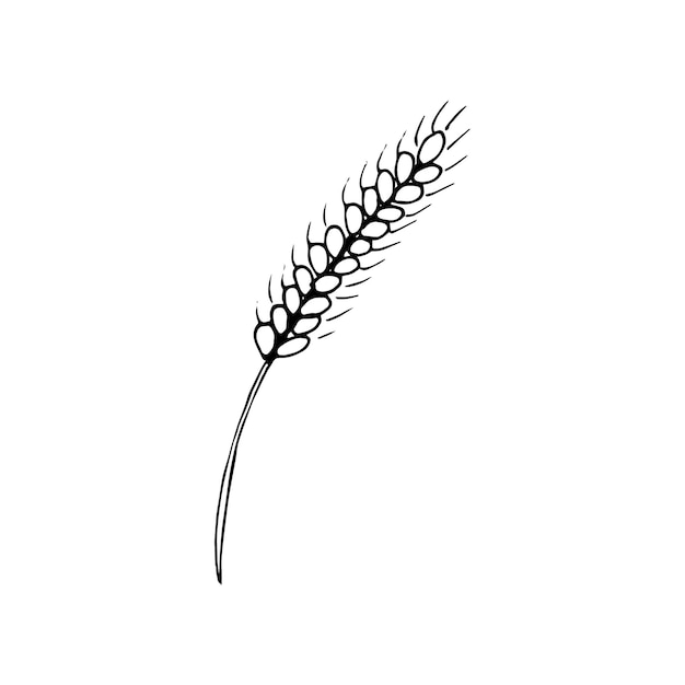 Hand drawn wheat ears Wheat cereal spikelets Isolated on white background