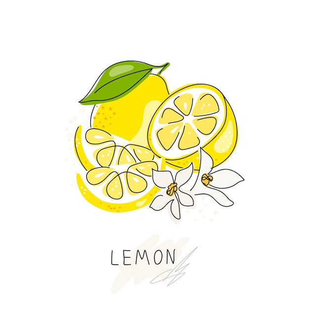 Limone intero disegnato a mano tagliato a metà agrumi set di frutta fresca con fiori e foglie verdi doodle