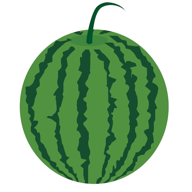 hand drawn whole watermelon