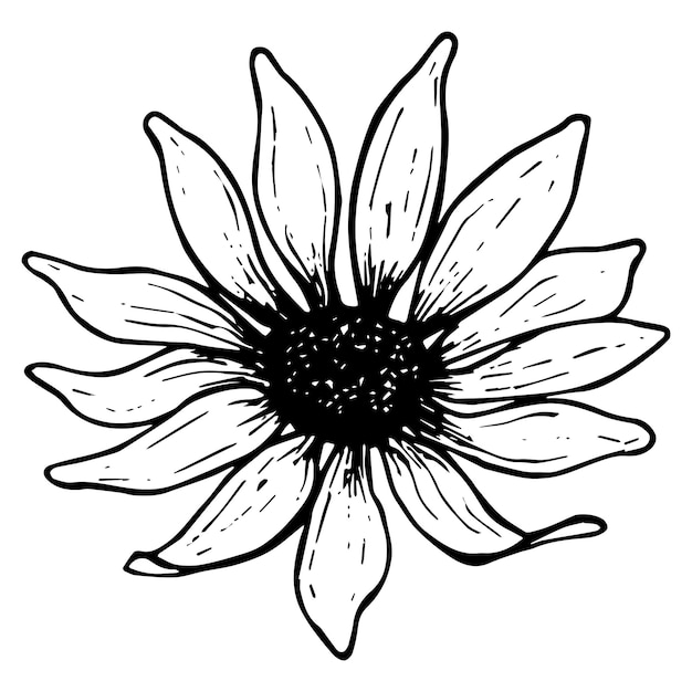 ベクトル 手描きの野生のデイジーの花