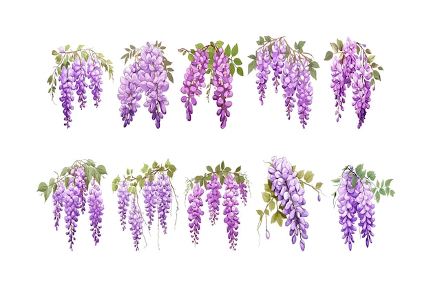 Hand drawn Wisteria flower arrangement clipart