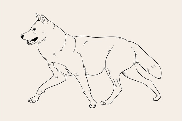 Vector hand drawn wolf outline illustration