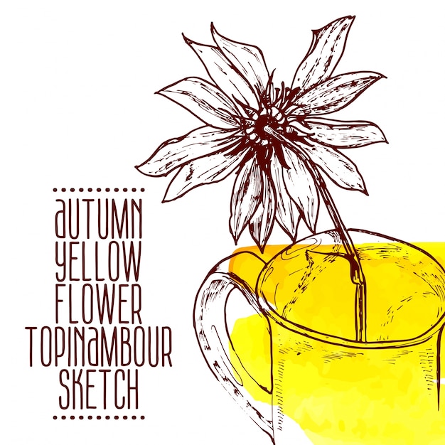 Vector hand drawn yellow flower topinambour sketch