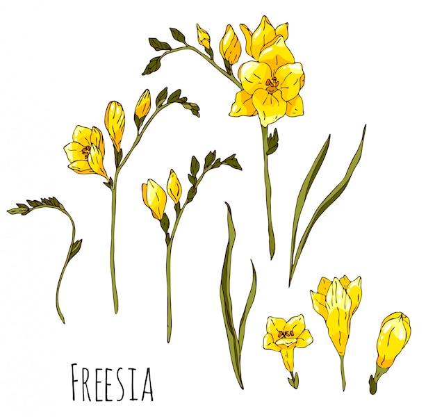 손으로 그린 노란색 Freesia 세트 그림 흰색 배경에 고립.