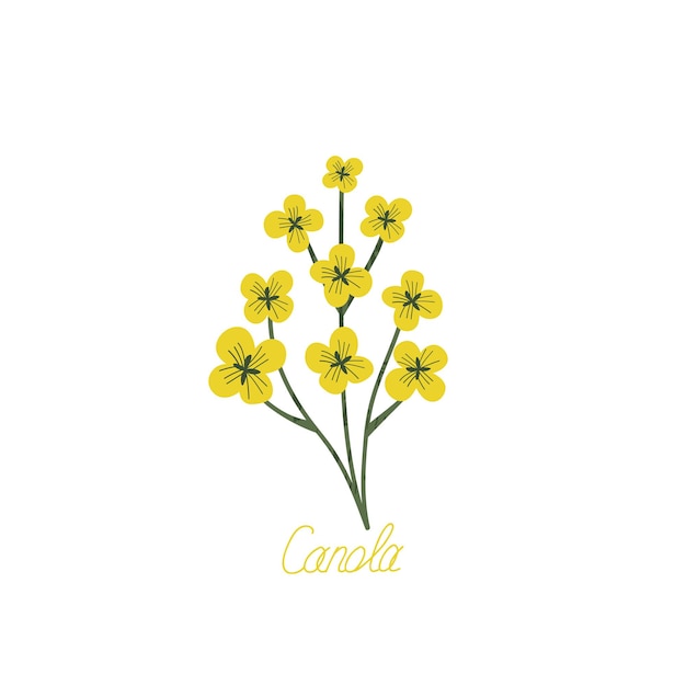 Fiore di colza giallo disegnato a mano. ramo fiorito per cartoline, loghi. stile piatto. germogli di canola di vettore del fumetto. tutti gli elementi sono isolati. design carino per il tuo progetto.