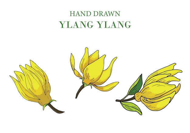 hand drawn Ylang Ylang flower set isolated on white background vector illustration