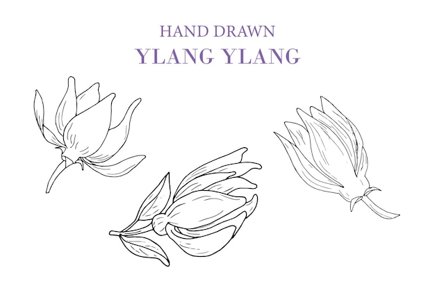 손으로 그린 Ylang Ylang 벡터 드로잉 세트 의료용 꽃의 격리된 그림