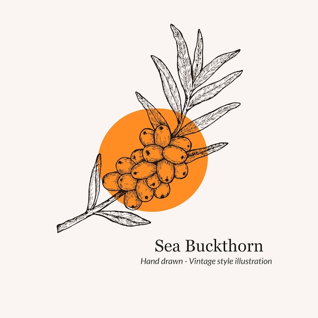 Vector hand drawnsea buckthorn sea buckthorn vector drawing sea buckthorn logo template