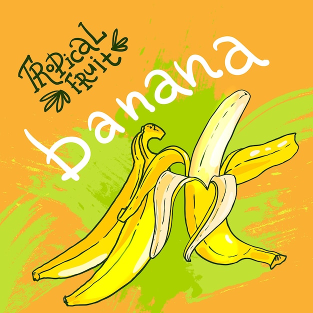 Hand drwan vector fruit