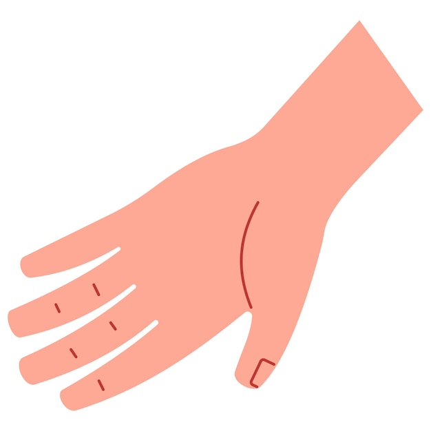 hand front cute on a white background vector illustration