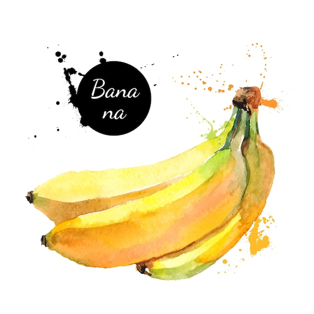 Hand getekend aquarel schilderij op witte achtergrond Vectorillustratie van fruit banaan