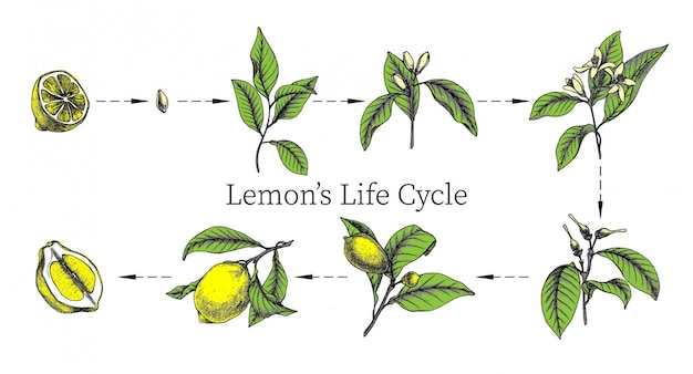 Hand getekend botanische illustraties van de levenscyclus van citroenen