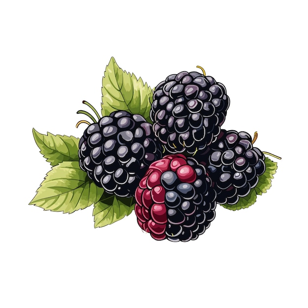 Hand getekend egale kleur Blackberry Fruit illustratie