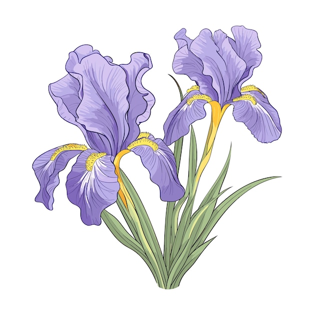 Hand getekend egale kleur Iris bloem illustratie