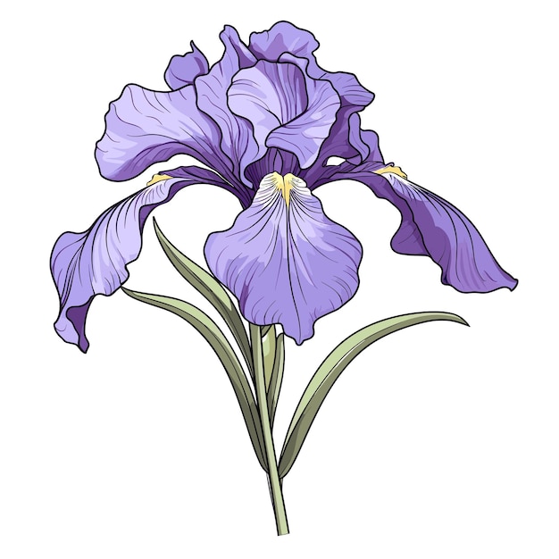 Vector hand getekend egale kleur iris bloem illustratie