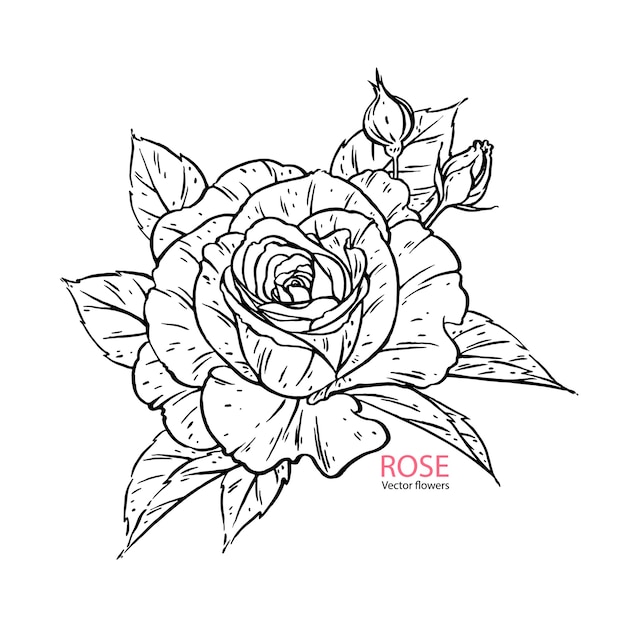 Hand getekend roze bloem realistisch.