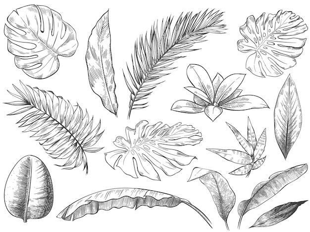 Hand getekend tropische bladeren. schets tropische planten bladeren, hand getrokken exotische bloemen blad illustratie set.