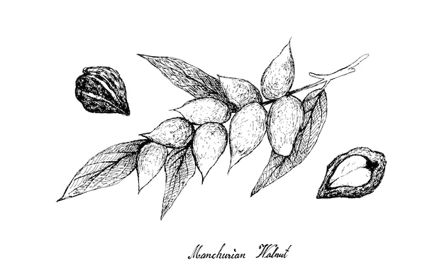 Hand getekend van manchurian walnoot op boom