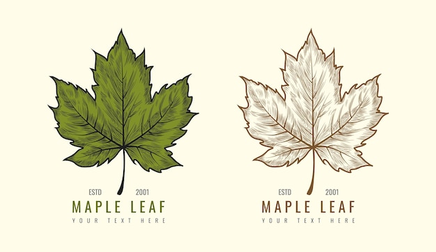 Vector hand getekend vintage maple leaf logo afbeelding vintage kleur gegraveerd