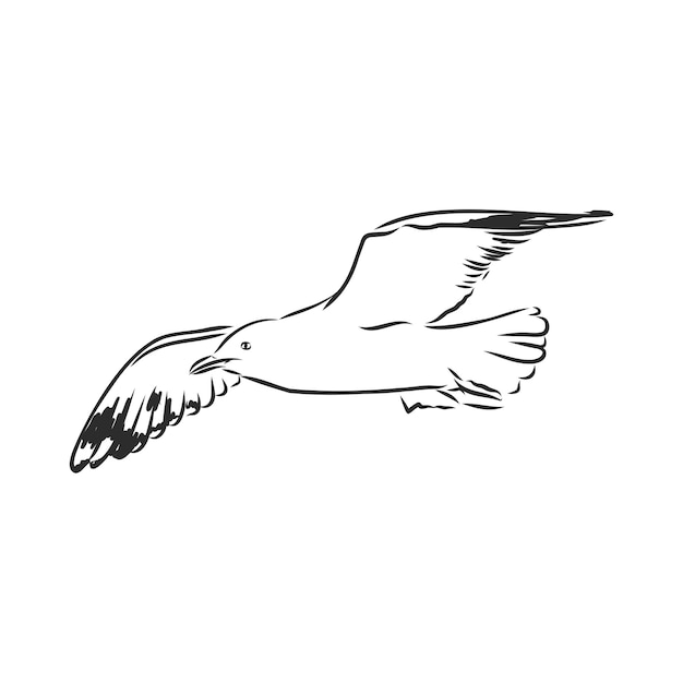 Hand getekende afbeelding seagull vogel vector schets illustratie