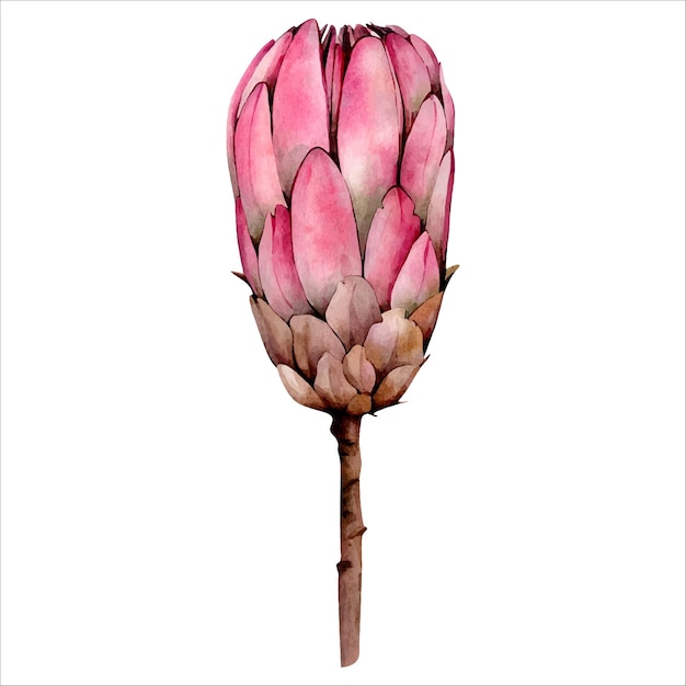 Hand getekende aquarel roze protea bloem illustratie geïsoleerd op een witte achtergrond floral clipart