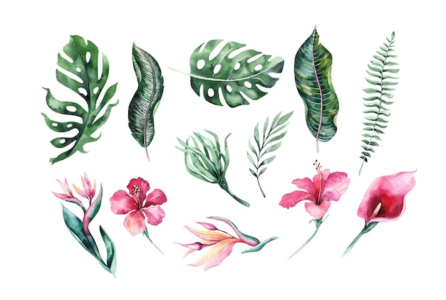 Hand getekende aquarel tropische planten Exotische palmbladeren jungle boom brazilië tropic plantkunde elementen