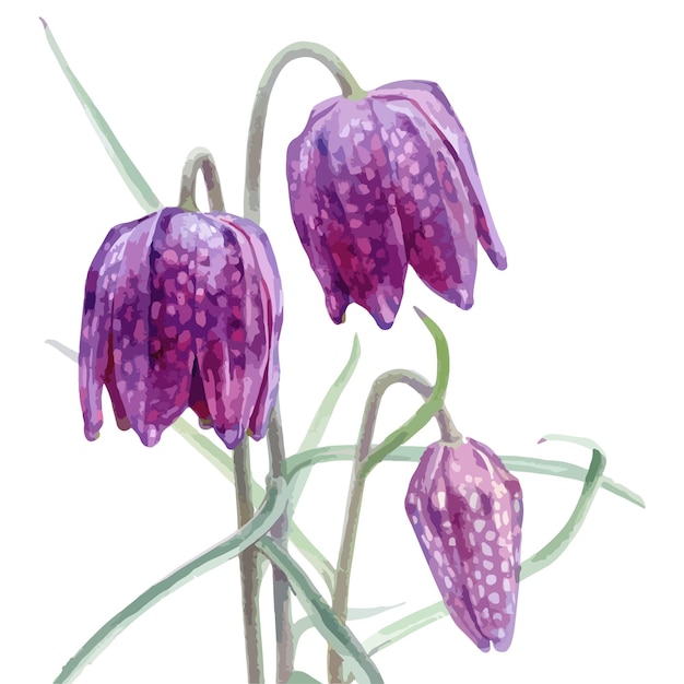 Hand getekende aquarel vector van Fritillaria meleagris bloem