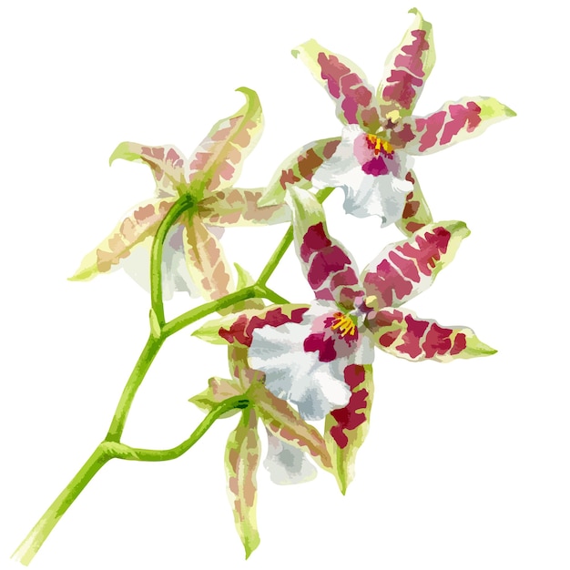 Vector hand getekende aquarel vector van orchidee bloem