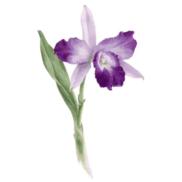 Vector hand getekende aquarel vector van orchidee cattleya bloem