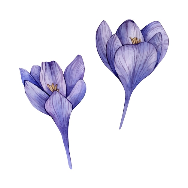 Hand getekende aquarel Veri Peri Crocus bloem geïsoleerd op wit aquarel bloemen Clipart