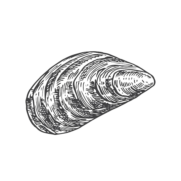 Hand getekende gesloten Mossel Shell vectorillustratie. Abstracte zeevruchten schets. Weekdier gravure stijl tekening. Geïsoleerd.