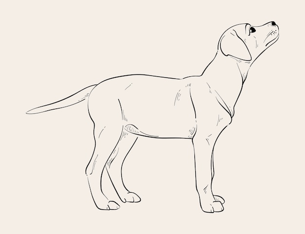 Hand getekende hond schets illustratie