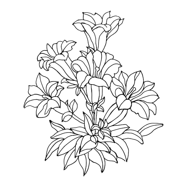 Vector hand getekende illustratie schets tekening van een boeket van lelie bloemen schets