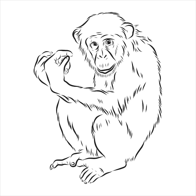 Hand getekende jonge chimpansee Vector illustratie chimpansee aap vector schets
