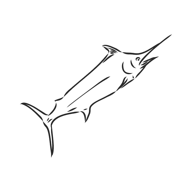 Hand getekende marlijn vissen springen. marlijn, vector schets op een witte achtergrond