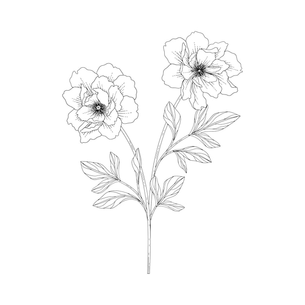 Hand getekende pioen bloemen illustratie met lijntekeningen