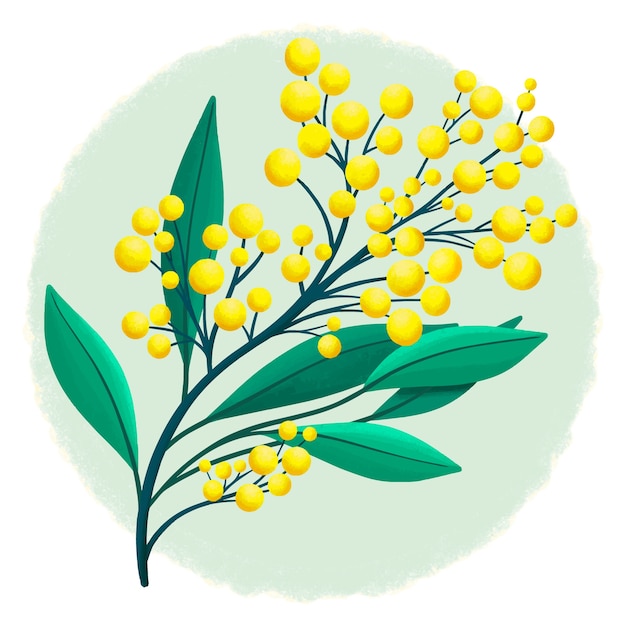 Hand getekende platte ontwerp mimosa bloem illustratie