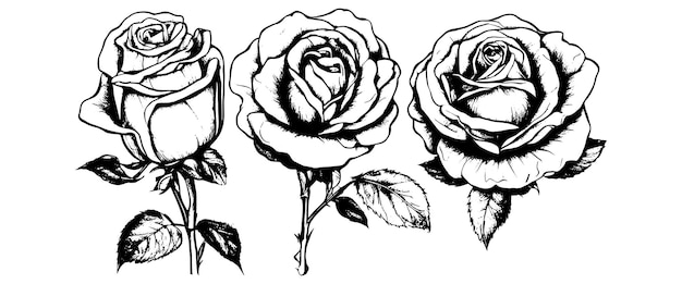 Hand getekende roos vector mooie bloem op een transparante achtergrond de roos vector is zeer