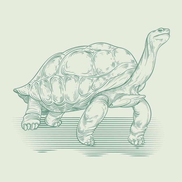 Hand getekende schildpad schets illustratie