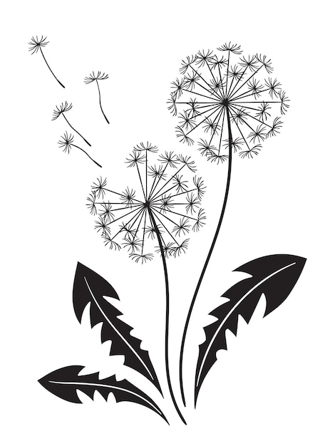 Hand getekende sierlijke paardebloemen silhouetten in grafische stijl geïsoleerde vectorillustratie