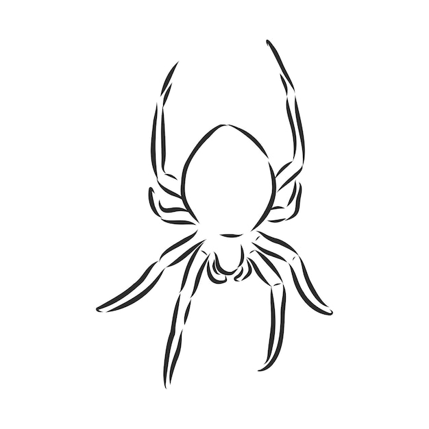 Hand getekende spin illustratie vector ontwerpelement voor Halloween